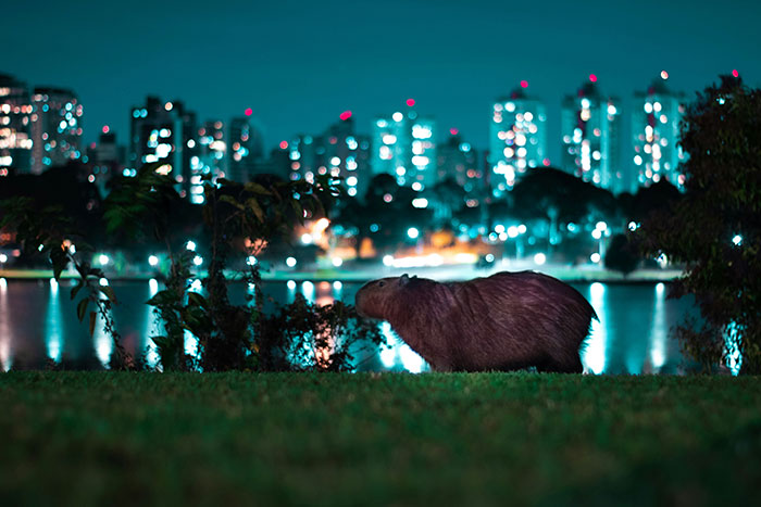 Meet The 80 Kilogram Rodent Who Became The Unofficial Mascot Of Not Caring What You Think Meet The 80 Kilogram Rodent Who Became The Unofficial Mascot Of Not Caring What You Think