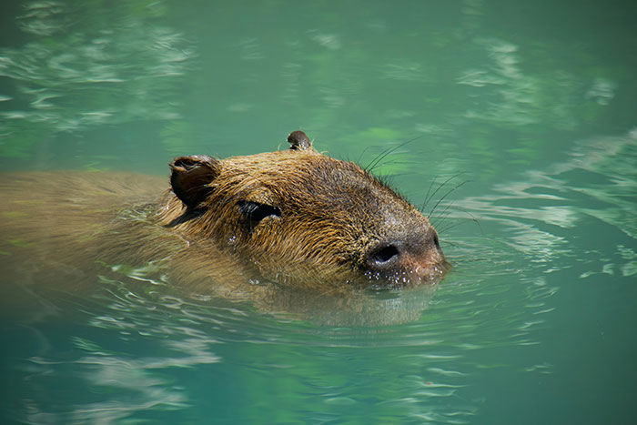 Meet The 80 Kilogram Rodent Who Became The Unofficial Mascot Of Not Caring What You Think Meet The 80 Kilogram Rodent Who Became The Unofficial Mascot Of Not Caring What You Think