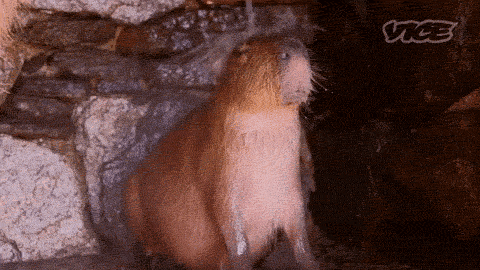 Meet The 80 Kilogram Rodent Who Became The Unofficial Mascot Of Not Caring What You Think Meet The 80 Kilogram Rodent Who Became The Unofficial Mascot Of Not Caring What You Think