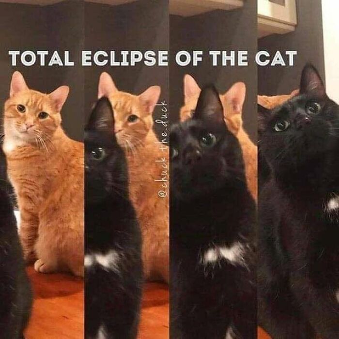 This Page Shared 30 Hilarious Cat Memes For Everyone Who’s Slightly Obsessed With Cats This Page Shared 30 Hilarious Cat Memes For Everyone Who’s Slightly Obsessed With Cats
