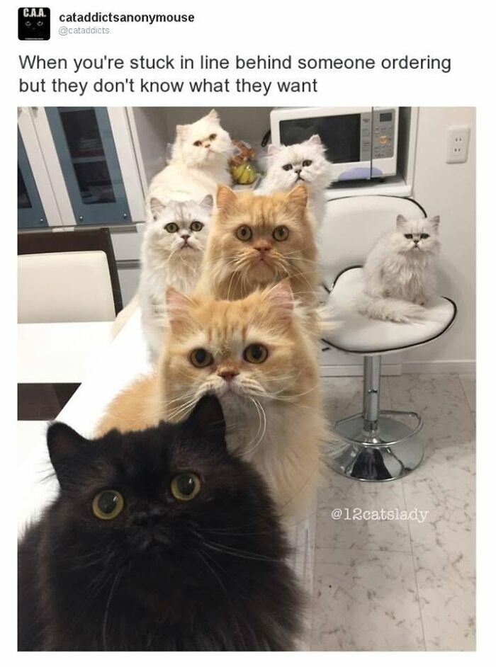 This Page Shared 30 Hilarious Cat Memes For Everyone Who’s Slightly Obsessed With Cats This Page Shared 30 Hilarious Cat Memes For Everyone Who’s Slightly Obsessed With Cats