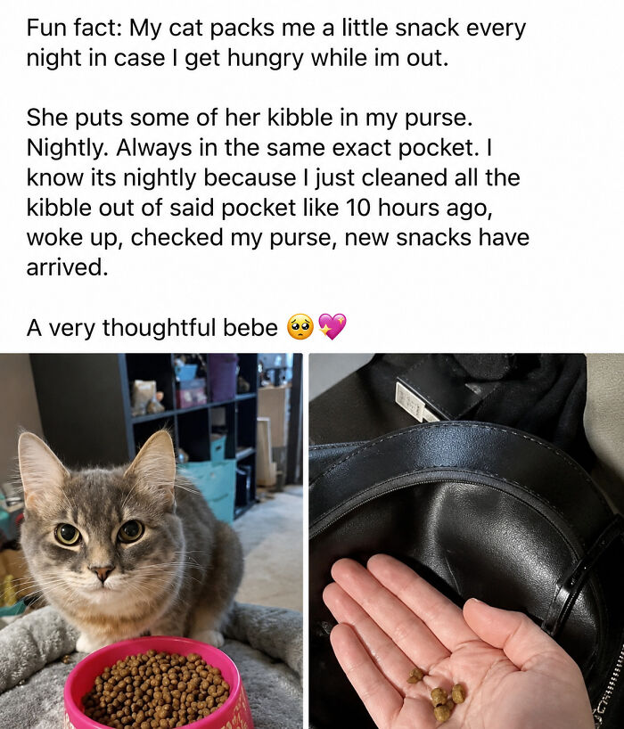 This Page Shared 30 Hilarious Cat Memes For Everyone Who’s Slightly Obsessed With Cats This Page Shared 30 Hilarious Cat Memes For Everyone Who’s Slightly Obsessed With Cats