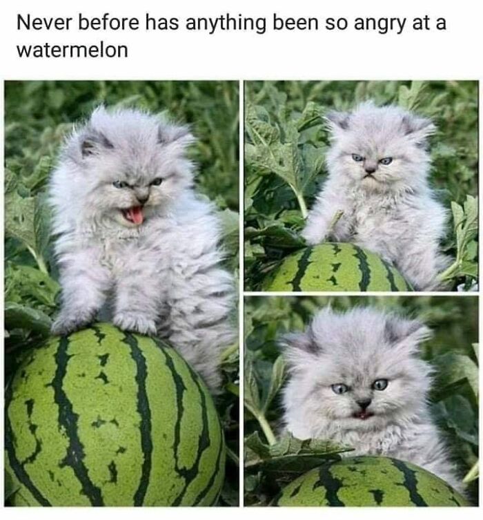 This Page Shared 30 Hilarious Cat Memes For Everyone Who’s Slightly Obsessed With Cats This Page Shared 30 Hilarious Cat Memes For Everyone Who’s Slightly Obsessed With Cats