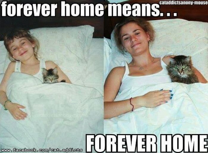 This Page Shared 30 Hilarious Cat Memes For Everyone Who’s Slightly Obsessed With Cats This Page Shared 30 Hilarious Cat Memes For Everyone Who’s Slightly Obsessed With Cats