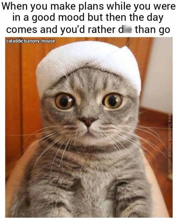 This Page Shared 30 Hilarious Cat Memes For Everyone Who’s Slightly Obsessed With Cats This Page Shared 30 Hilarious Cat Memes For Everyone Who’s Slightly Obsessed With Cats