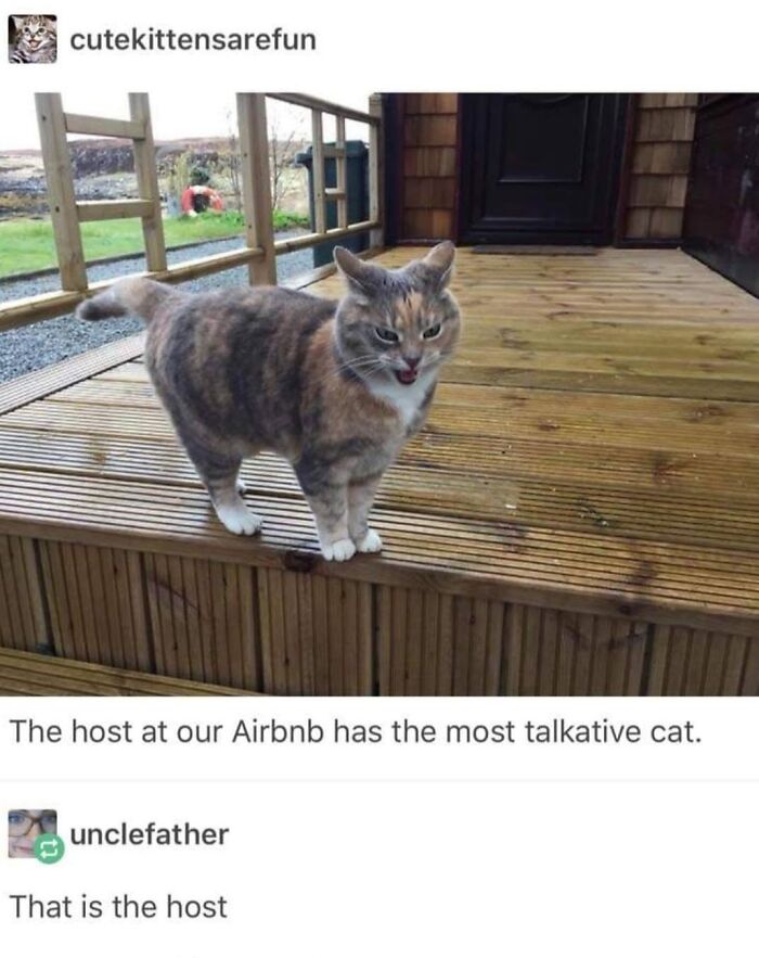 This Page Shared 30 Hilarious Cat Memes For Everyone Who’s Slightly Obsessed With Cats This Page Shared 30 Hilarious Cat Memes For Everyone Who’s Slightly Obsessed With Cats