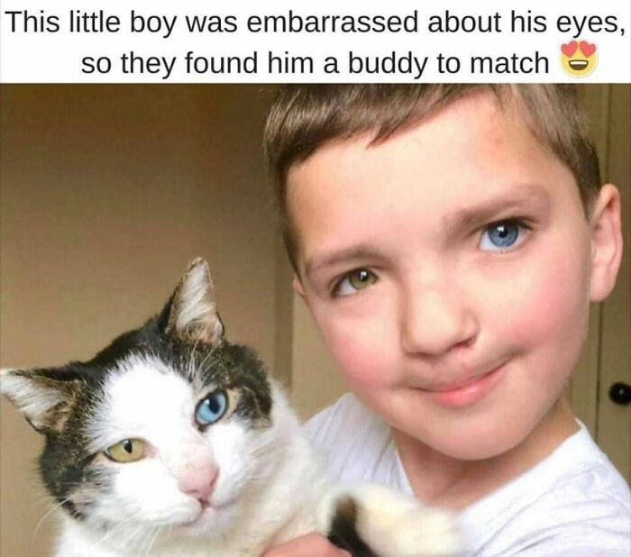 This Page Shared 30 Hilarious Cat Memes For Everyone Who’s Slightly Obsessed With Cats This Page Shared 30 Hilarious Cat Memes For Everyone Who’s Slightly Obsessed With Cats