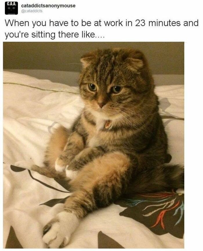 This Page Shared 30 Hilarious Cat Memes For Everyone Who’s Slightly Obsessed With Cats This Page Shared 30 Hilarious Cat Memes For Everyone Who’s Slightly Obsessed With Cats