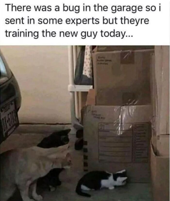 This Page Shared 30 Hilarious Cat Memes For Everyone Who’s Slightly Obsessed With Cats This Page Shared 30 Hilarious Cat Memes For Everyone Who’s Slightly Obsessed With Cats