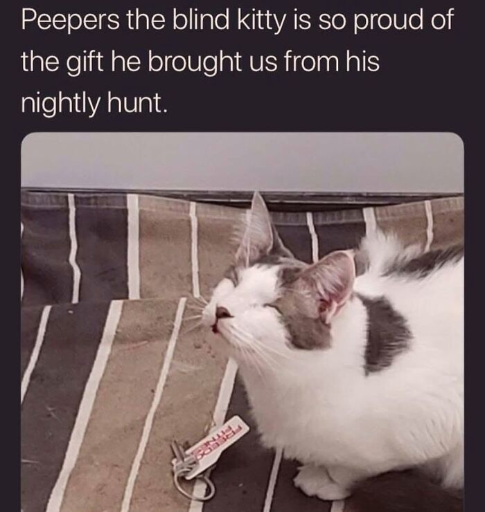 This Page Shared 30 Hilarious Cat Memes For Everyone Who’s Slightly Obsessed With Cats This Page Shared 30 Hilarious Cat Memes For Everyone Who’s Slightly Obsessed With Cats
