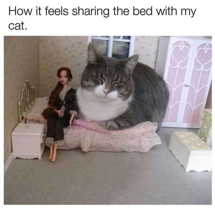 This Page Shared 30 Hilarious Cat Memes For Everyone Who’s Slightly Obsessed With Cats This Page Shared 30 Hilarious Cat Memes For Everyone Who’s Slightly Obsessed With Cats