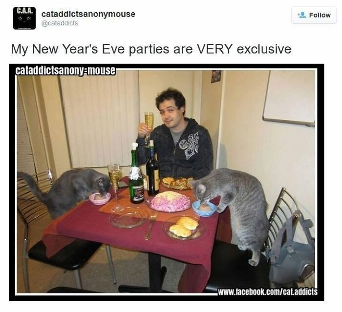 This Page Shared 30 Hilarious Cat Memes For Everyone Who’s Slightly Obsessed With Cats This Page Shared 30 Hilarious Cat Memes For Everyone Who’s Slightly Obsessed With Cats