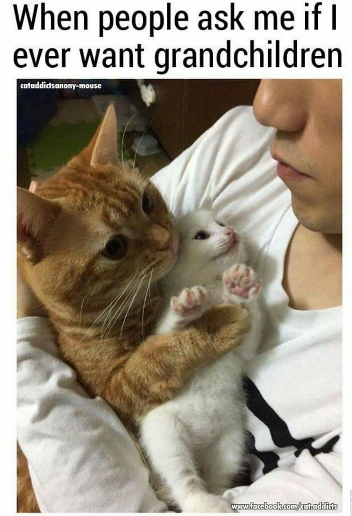 This Page Shared 30 Hilarious Cat Memes For Everyone Who’s Slightly Obsessed With Cats This Page Shared 30 Hilarious Cat Memes For Everyone Who’s Slightly Obsessed With Cats