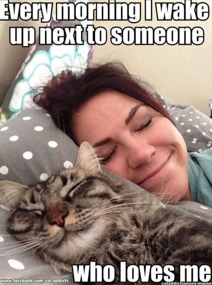 This Page Shared 30 Hilarious Cat Memes For Everyone Who’s Slightly Obsessed With Cats This Page Shared 30 Hilarious Cat Memes For Everyone Who’s Slightly Obsessed With Cats