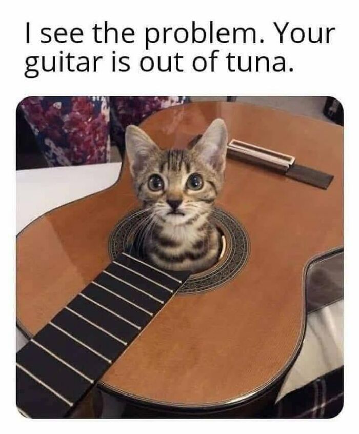 This Page Shared 30 Hilarious Cat Memes For Everyone Who’s Slightly Obsessed With Cats This Page Shared 30 Hilarious Cat Memes For Everyone Who’s Slightly Obsessed With Cats