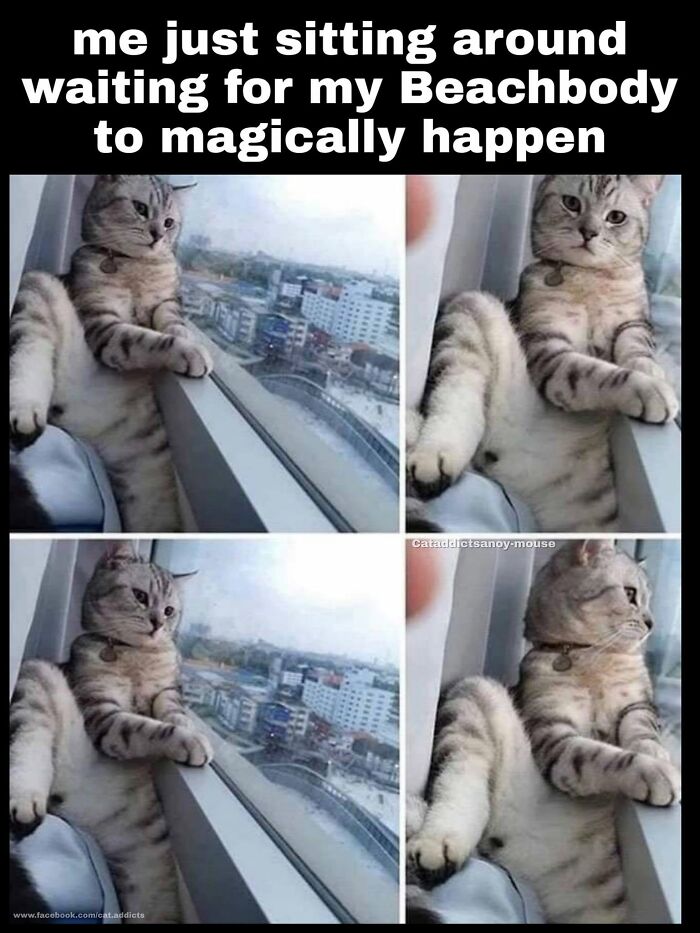 This Page Shared 30 Hilarious Cat Memes For Everyone Who’s Slightly Obsessed With Cats This Page Shared 30 Hilarious Cat Memes For Everyone Who’s Slightly Obsessed With Cats