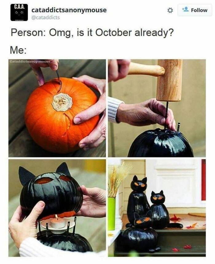 This Page Shared 30 Hilarious Cat Memes For Everyone Who’s Slightly Obsessed With Cats This Page Shared 30 Hilarious Cat Memes For Everyone Who’s Slightly Obsessed With Cats