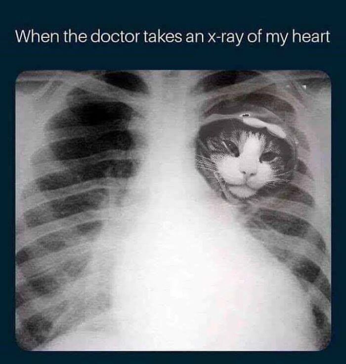 This Page Shared 30 Hilarious Cat Memes For Everyone Who’s Slightly Obsessed With Cats This Page Shared 30 Hilarious Cat Memes For Everyone Who’s Slightly Obsessed With Cats