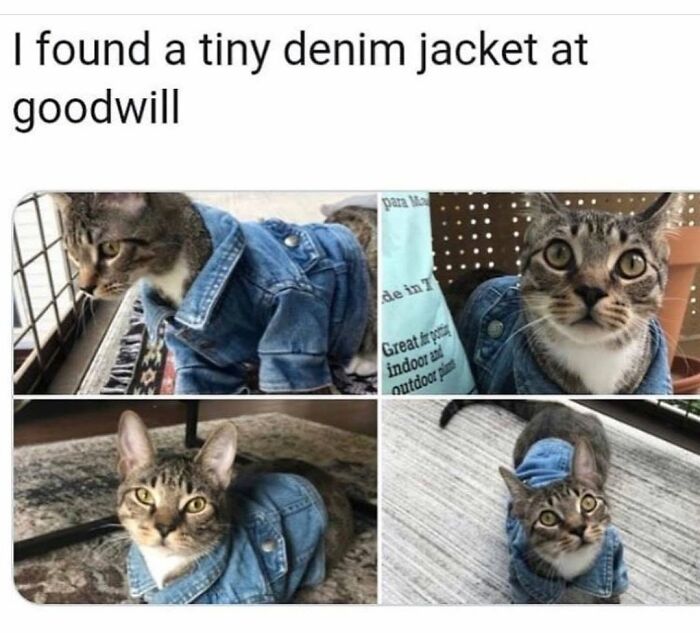 This Page Shared 30 Hilarious Cat Memes For Everyone Who’s Slightly Obsessed With Cats This Page Shared 30 Hilarious Cat Memes For Everyone Who’s Slightly Obsessed With Cats