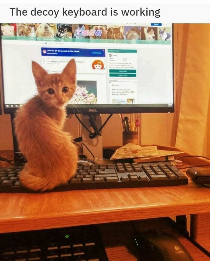 This Page Shared 30 Hilarious Cat Memes For Everyone Who’s Slightly Obsessed With Cats This Page Shared 30 Hilarious Cat Memes For Everyone Who’s Slightly Obsessed With Cats