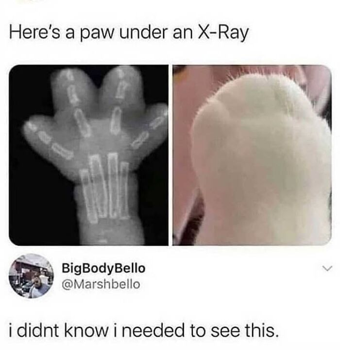 This Page Shared 30 Hilarious Cat Memes For Everyone Who’s Slightly Obsessed With Cats This Page Shared 30 Hilarious Cat Memes For Everyone Who’s Slightly Obsessed With Cats