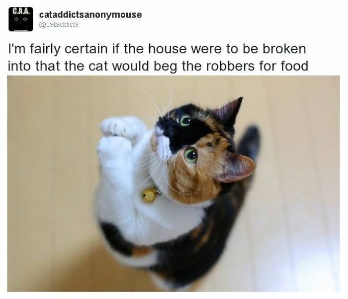 This Page Shared 30 Hilarious Cat Memes For Everyone Who’s Slightly Obsessed With Cats This Page Shared 30 Hilarious Cat Memes For Everyone Who’s Slightly Obsessed With Cats