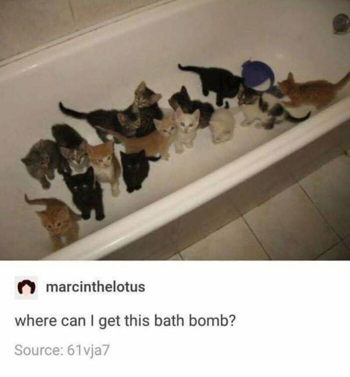 This Page Shared 30 Hilarious Cat Memes For Everyone Who’s Slightly Obsessed With Cats This Page Shared 30 Hilarious Cat Memes For Everyone Who’s Slightly Obsessed With Cats