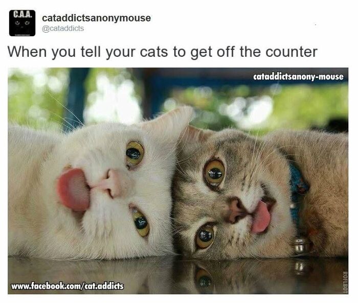 This Page Shared 30 Hilarious Cat Memes For Everyone Who’s Slightly Obsessed With Cats This Page Shared 30 Hilarious Cat Memes For Everyone Who’s Slightly Obsessed With Cats