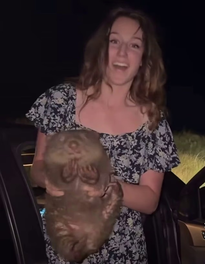 “Entitled” US Tourist Who Snatched Baby Wombat Learns Her Fate In Court “Entitled” US Tourist Who Snatched Baby Wombat Learns Her Fate In Court