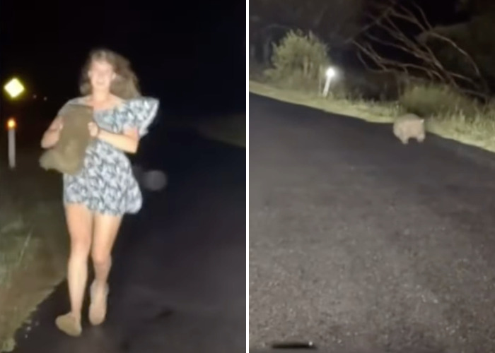 “Entitled” US Tourist Who Snatched Baby Wombat Learns Her Fate In Court “Entitled” US Tourist Who Snatched Baby Wombat Learns Her Fate In Court