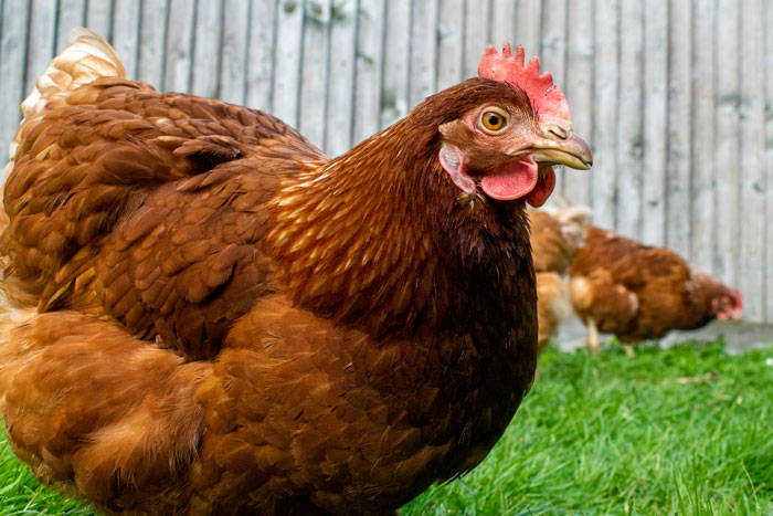 82 Unhinged House Rules That Make Sense To The Family And Absolutely Nobody Else