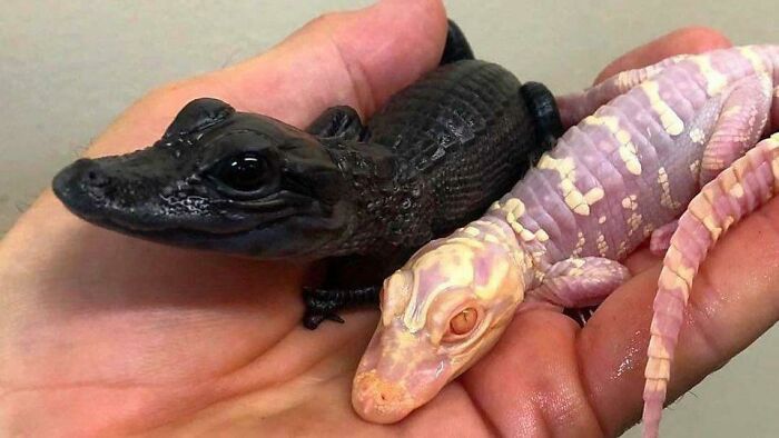 85 People Share Weird And Unexpected Moments That Made Their Day More Interesting 85 People Share Weird And Unexpected Moments That Made Their Day More Interesting