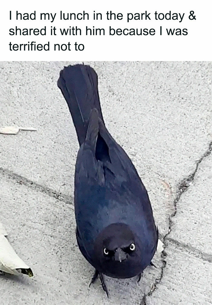 If You Like Animals More Than People, These 78 Funny Memes And Posts Might Be What You Need If You Like Animals More Than People, These 78 Funny Memes And Posts Might Be What You Need