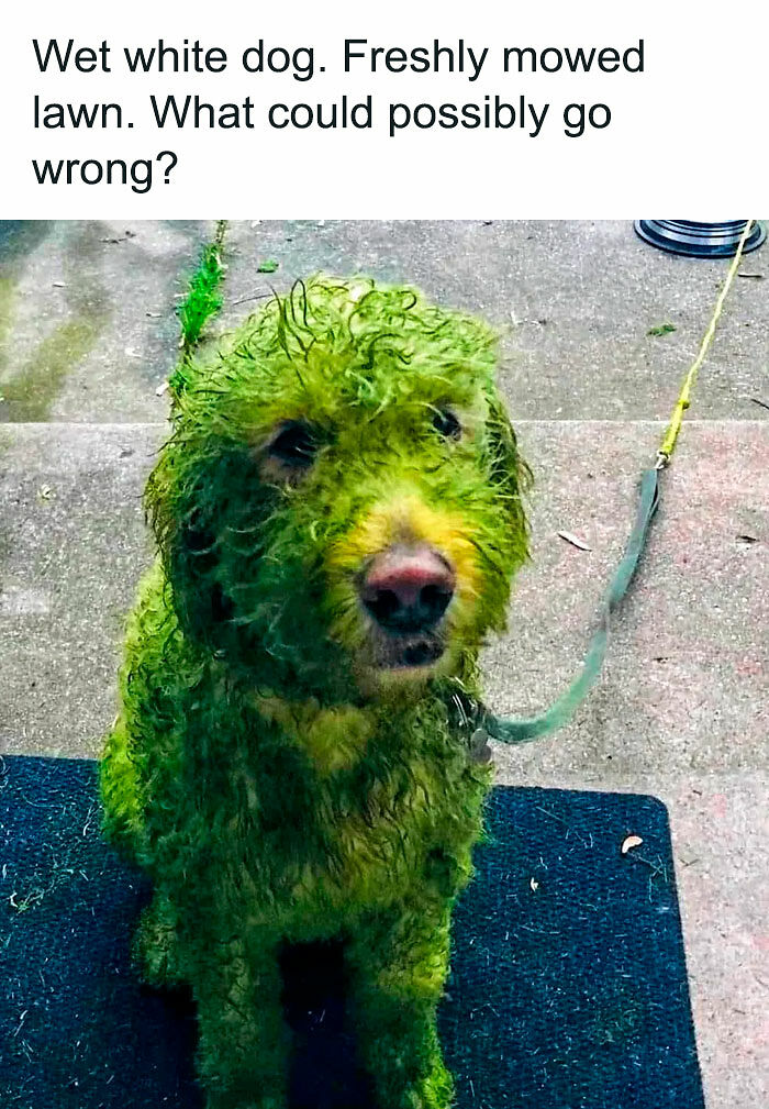 If You Like Animals More Than People, These 78 Funny Memes And Posts Might Be What You Need If You Like Animals More Than People, These 78 Funny Memes And Posts Might Be What You Need