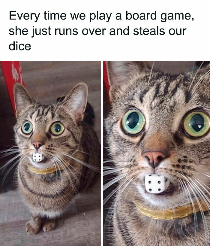 If You Like Animals More Than People, These 78 Funny Memes And Posts Might Be What You Need If You Like Animals More Than People, These 78 Funny Memes And Posts Might Be What You Need