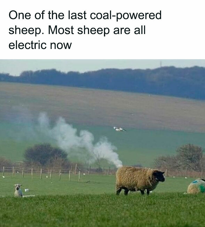 If You Like Animals More Than People, These 78 Funny Memes And Posts Might Be What You Need If You Like Animals More Than People, These 78 Funny Memes And Posts Might Be What You Need