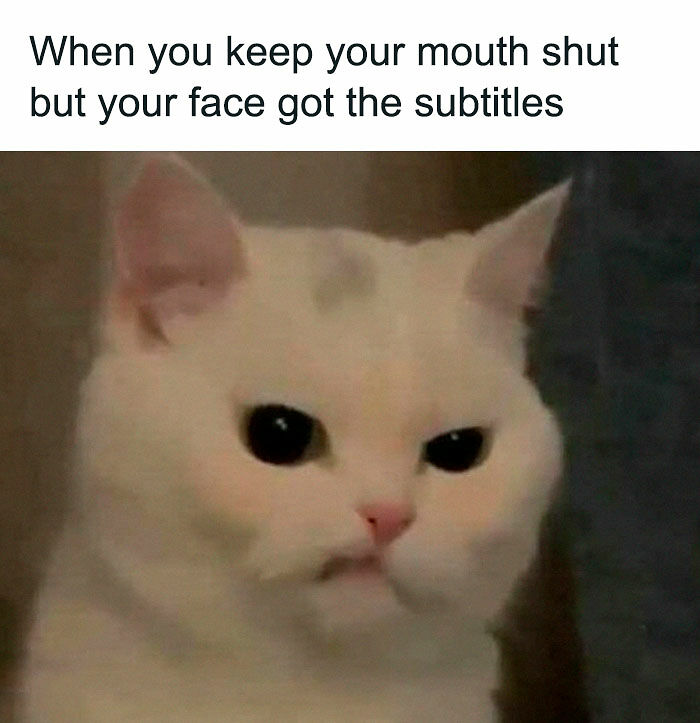 If You Like Animals More Than People, These 78 Funny Memes And Posts Might Be What You Need If You Like Animals More Than People, These 78 Funny Memes And Posts Might Be What You Need