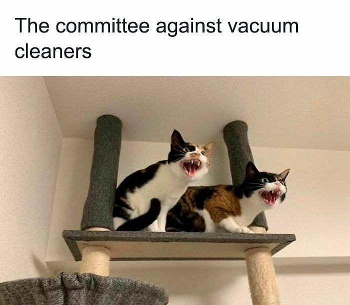 If You Like Animals More Than People, These 78 Funny Memes And Posts Might Be What You Need If You Like Animals More Than People, These 78 Funny Memes And Posts Might Be What You Need