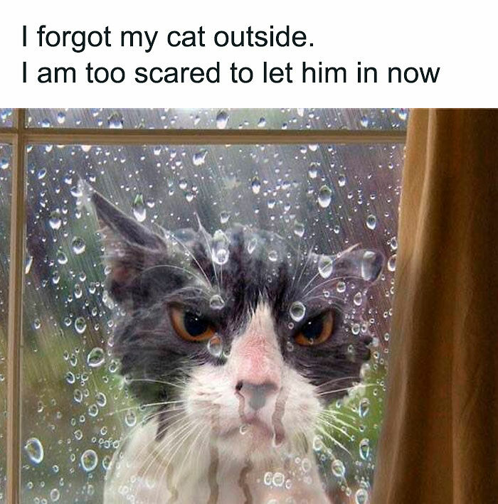 If You Like Animals More Than People, These 78 Funny Memes And Posts Might Be What You Need If You Like Animals More Than People, These 78 Funny Memes And Posts Might Be What You Need
