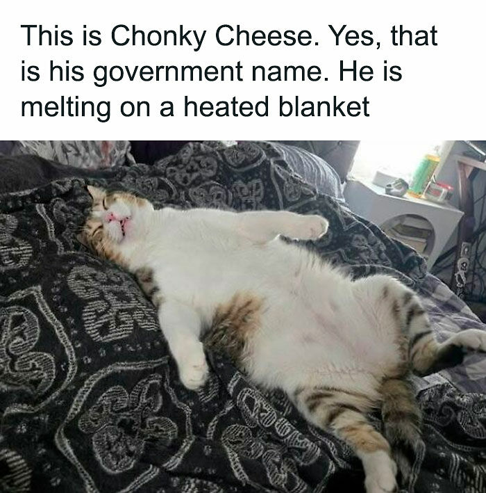 If You Like Animals More Than People, These 78 Funny Memes And Posts Might Be What You Need If You Like Animals More Than People, These 78 Funny Memes And Posts Might Be What You Need