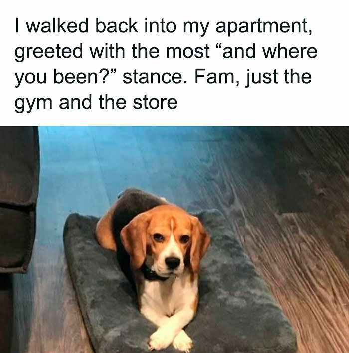 If You Like Animals More Than People, These 78 Funny Memes And Posts Might Be What You Need If You Like Animals More Than People, These 78 Funny Memes And Posts Might Be What You Need
