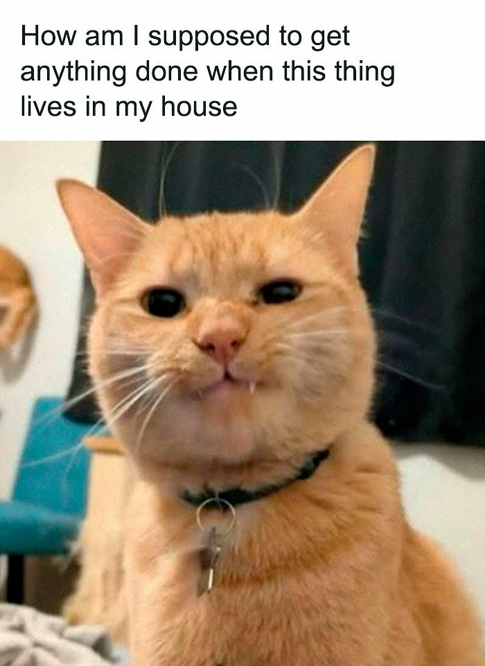 If You Like Animals More Than People, These 78 Funny Memes And Posts Might Be What You Need If You Like Animals More Than People, These 78 Funny Memes And Posts Might Be What You Need