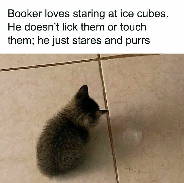 If You Like Animals More Than People, These 78 Funny Memes And Posts Might Be What You Need If You Like Animals More Than People, These 78 Funny Memes And Posts Might Be What You Need