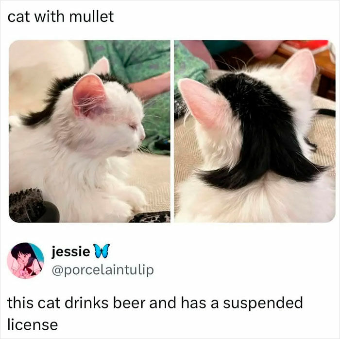 If You Like Animals More Than People, These 78 Funny Memes And Posts Might Be What You Need If You Like Animals More Than People, These 78 Funny Memes And Posts Might Be What You Need