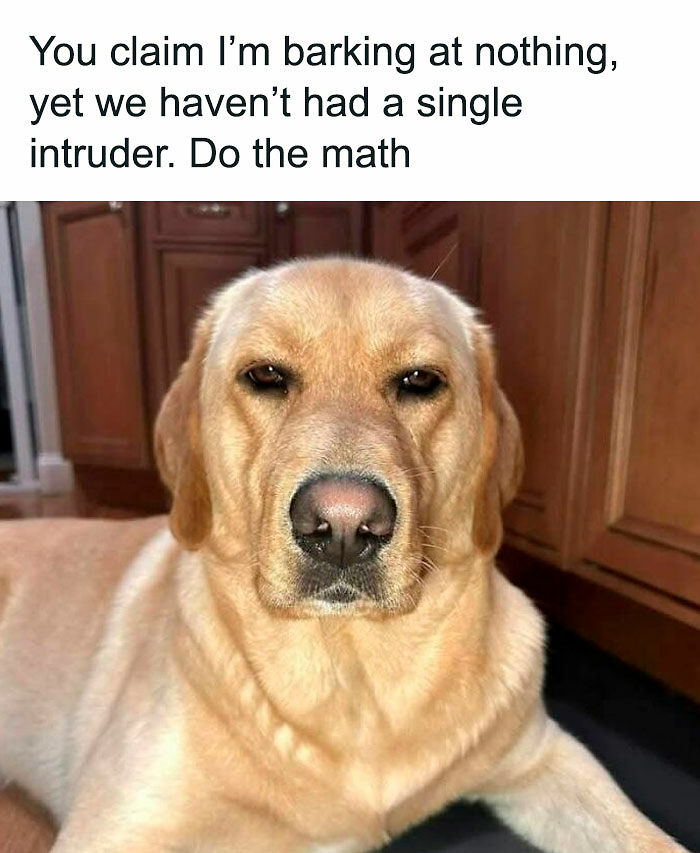 If You Like Animals More Than People, These 78 Funny Memes And Posts Might Be What You Need If You Like Animals More Than People, These 78 Funny Memes And Posts Might Be What You Need