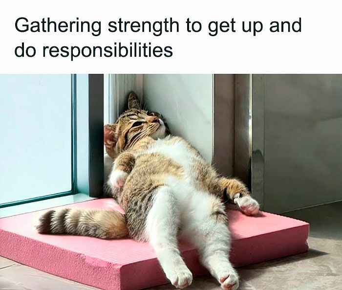 If You Like Animals More Than People, These 78 Funny Memes And Posts Might Be What You Need If You Like Animals More Than People, These 78 Funny Memes And Posts Might Be What You Need