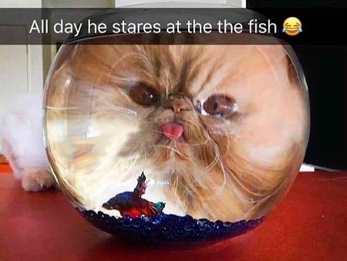 If You Like Animals More Than People, These 78 Funny Memes And Posts Might Be What You Need If You Like Animals More Than People, These 78 Funny Memes And Posts Might Be What You Need