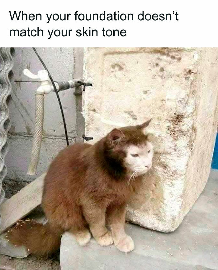 If You Like Animals More Than People, These 78 Funny Memes And Posts Might Be What You Need If You Like Animals More Than People, These 78 Funny Memes And Posts Might Be What You Need