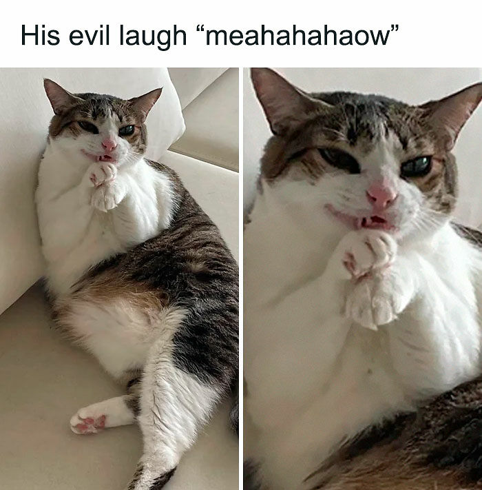 If You Like Animals More Than People, These 78 Funny Memes And Posts Might Be What You Need If You Like Animals More Than People, These 78 Funny Memes And Posts Might Be What You Need
