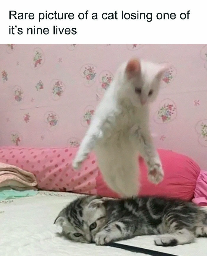 If You Like Animals More Than People, These 78 Funny Memes And Posts Might Be What You Need If You Like Animals More Than People, These 78 Funny Memes And Posts Might Be What You Need